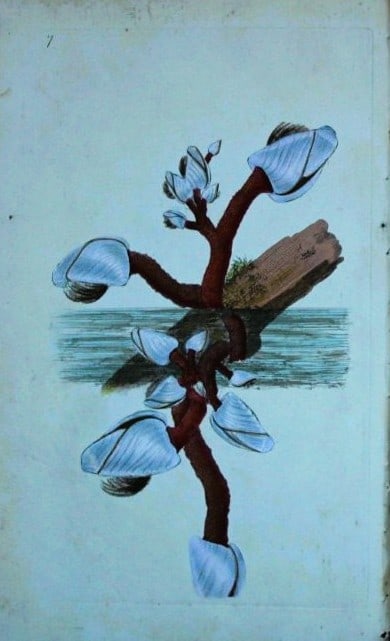 Edward Donovan - Hand-coloured engraving of shells 1800 (1 of 1)