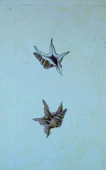Edward Donovan - Hand-coloured engraving of shells 1800 (1 of 1)