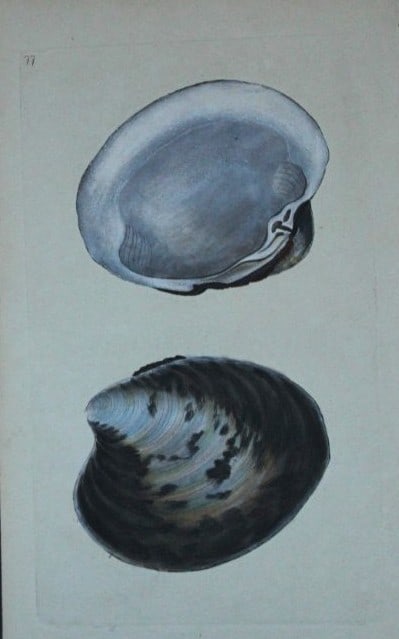 Edward Donovan - Hand-coloured engraving of shells 1800 (1 of 1)