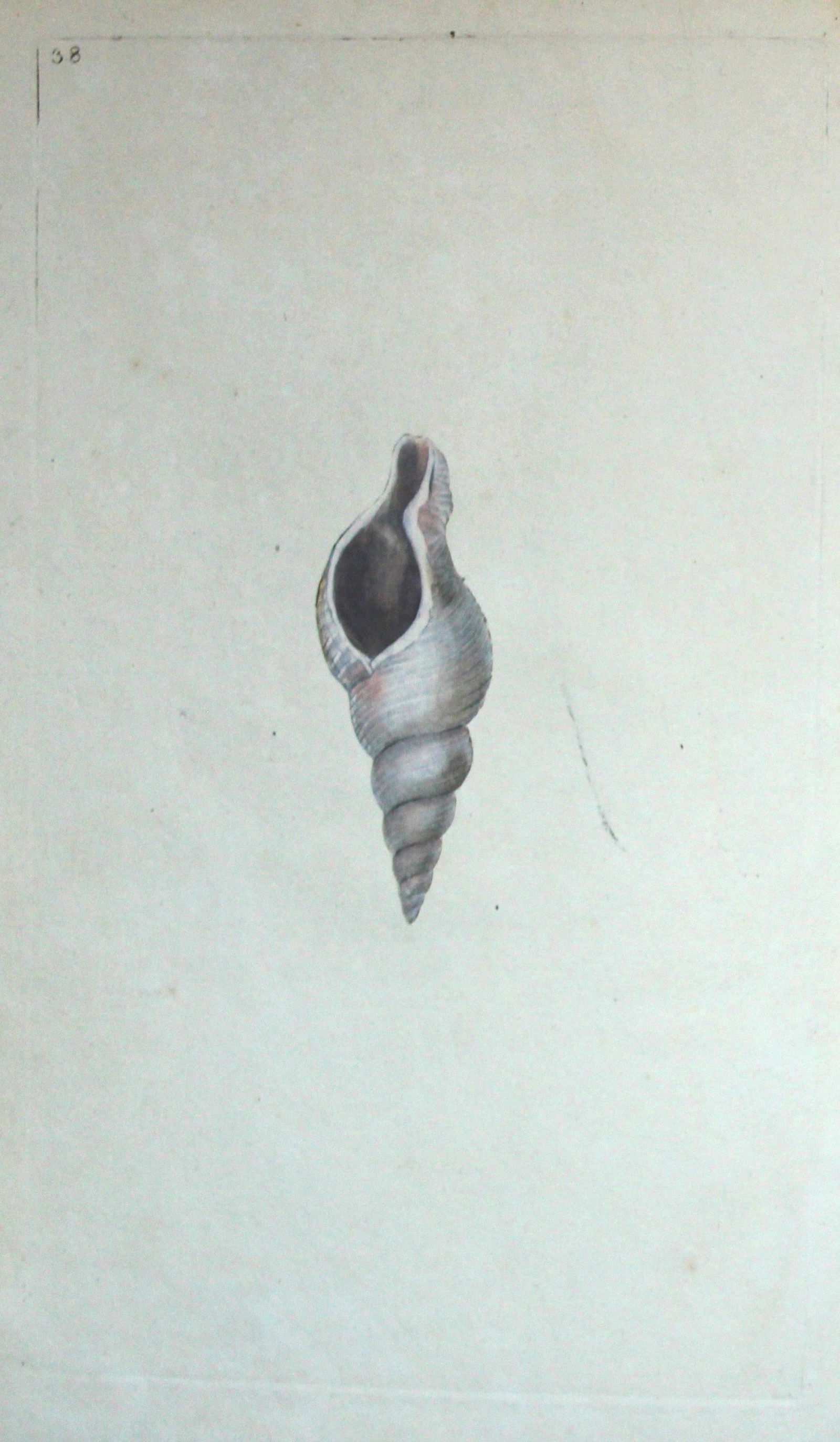 Edward Donovan - Hand-coloured engraving of shells 1800 (1 of 1)