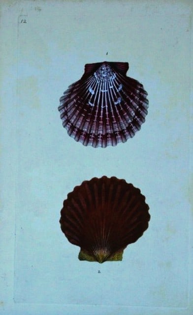Edward Donovan - Hand-coloured engraving of shells 1800 (1 of 1)