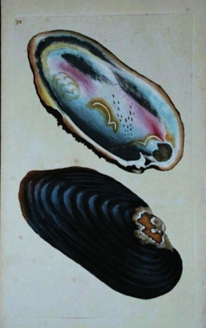 Edward Donovan - Hand-coloured engraving of shells 1800 (1 of 1)