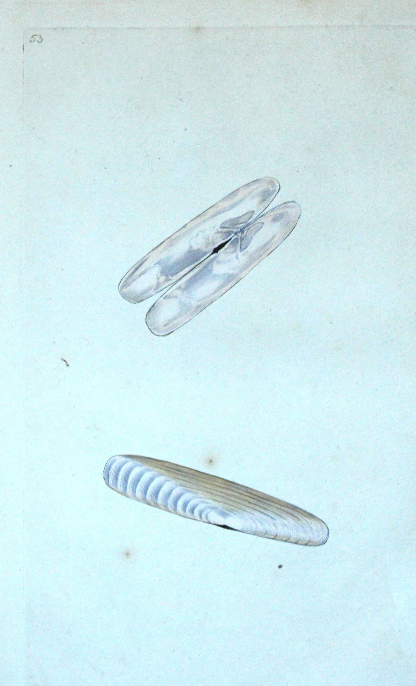 Edward Donovan - Hand-coloured engraving of shells 1800 (1 of 1)