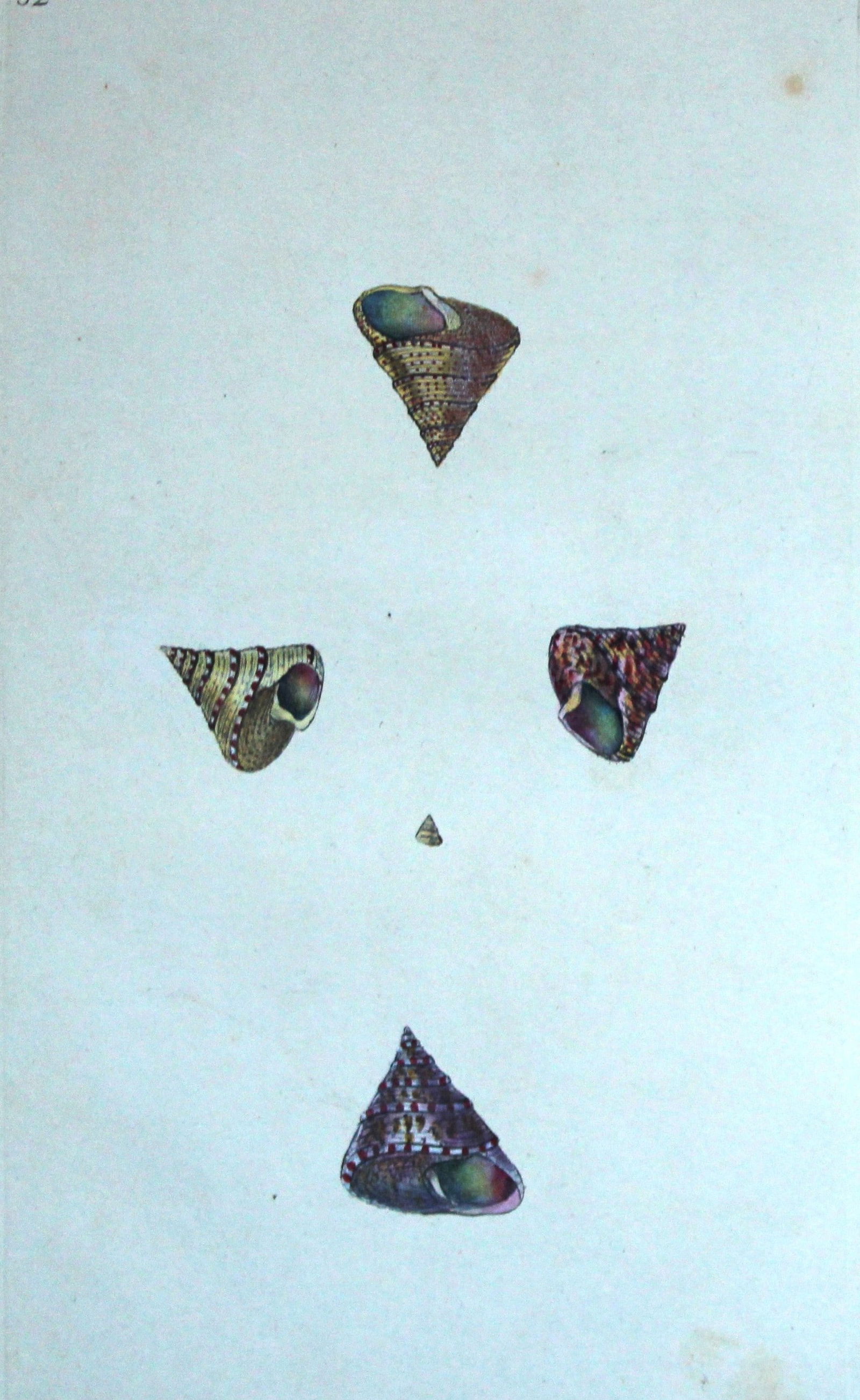 Edward Donovan - Hand-coloured engraving of shells 1800 (1 of 1)