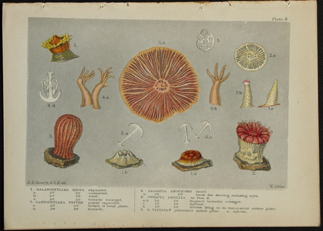 Charles Kingsley - Rare print of British shoreline creatures 1859 (1 of 1)