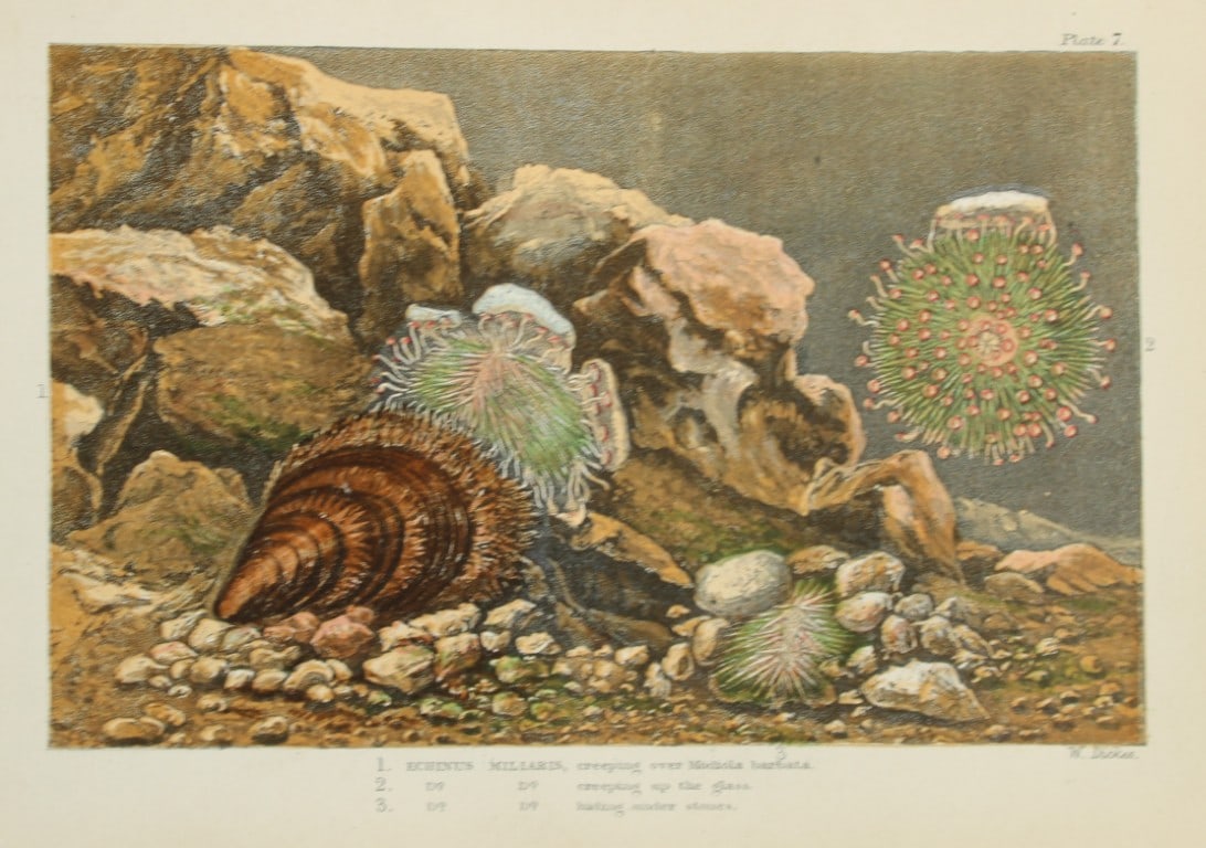 Charles Kingsley - Rare print of British shoreline creatures 1859 (1 of 1)