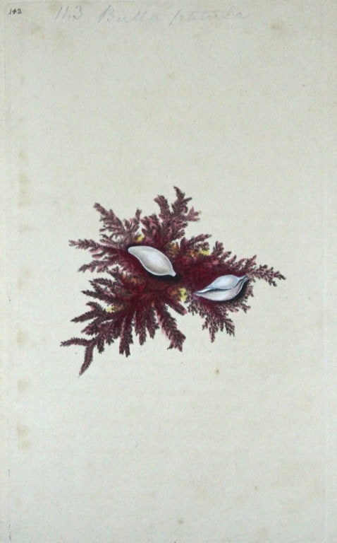 Edward Donovan - Hand-coloured engraving of shells 1800 (1 of 1)