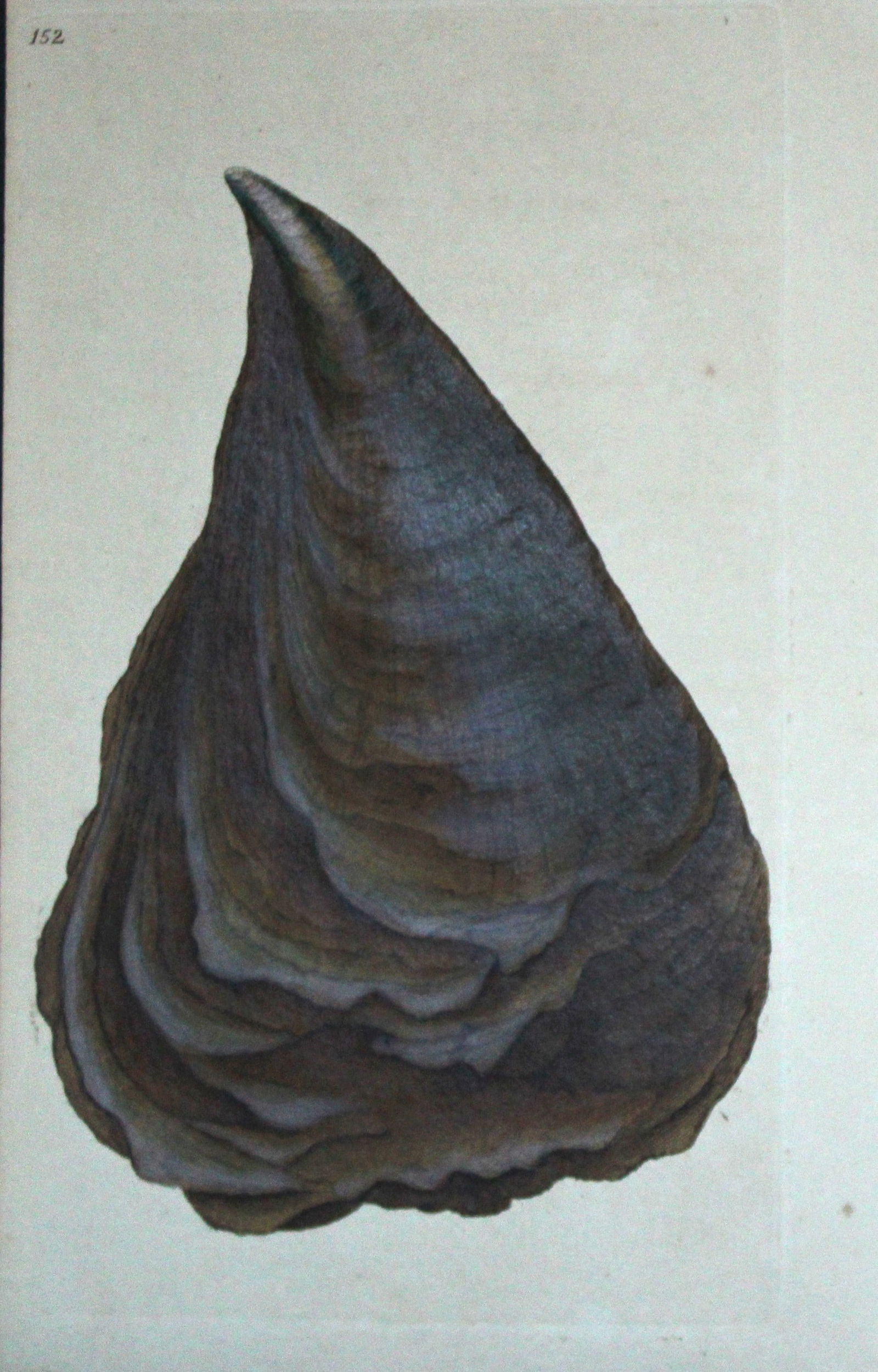 Edward Donovan - Hand-coloured engraving of shells 1800 (1 of 1)