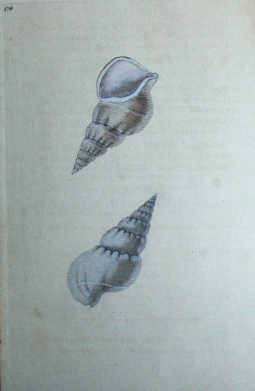 Edward Donovan - Hand-coloured engraving of shells 1800 (1 of 1)