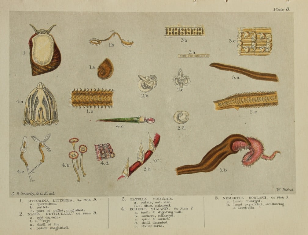 Charles Kingsley - Rare print of British shoreline creatures 1859 (1 of 1)