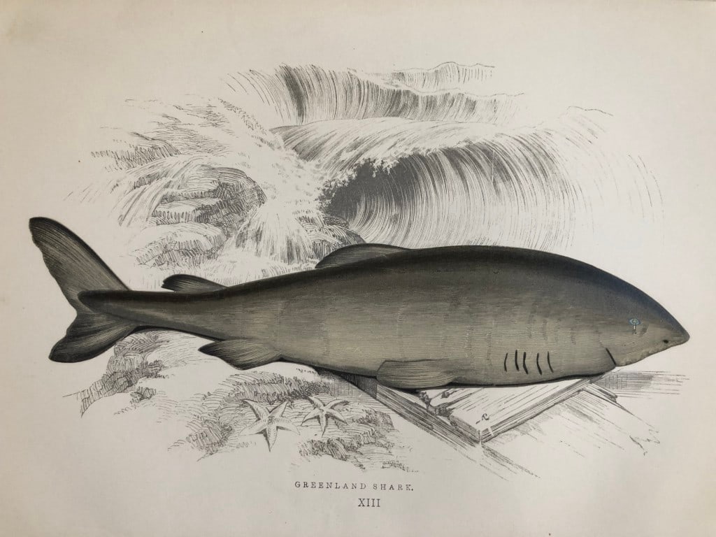 Jonathan Couch - Hand coloured print of the Greenland Shark 1877: This original antique woodblock hand-coloured print is from History of the Fishes of the British Islands by Jonathan Couch. Published in 1877. This work is regarded as one of the fundamental contribut