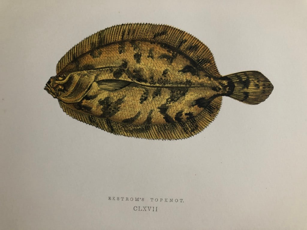 Jonathan Couch - Hand coloured print of Ekstrom's Topknot 1877: This original antique woodblock hand-coloured print is from History of the Fishes of the British Islands by Jonathan Couch. Published in 1877. This work is regarded as one of the fundamental contribut