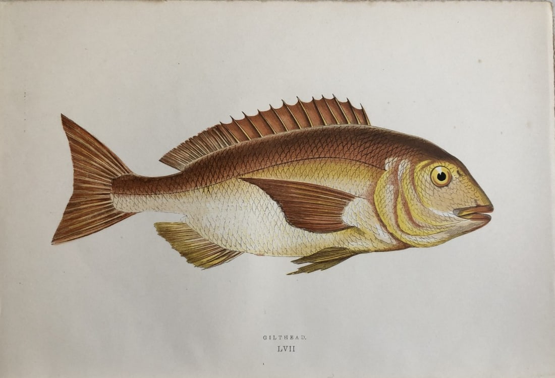 Jonathan Couch - Hand coloured print of the Gilthead 1877: This original antique woodblock hand-coloured print is from History of the Fishes of the British Islands by Jonathan Couch. Published in 1877. This work is regarded as one of the fundamental contribut