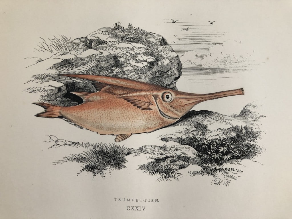 Jonathan Couch - Hand coloured print of the Trumpet Fish 1877 (1 of 1)