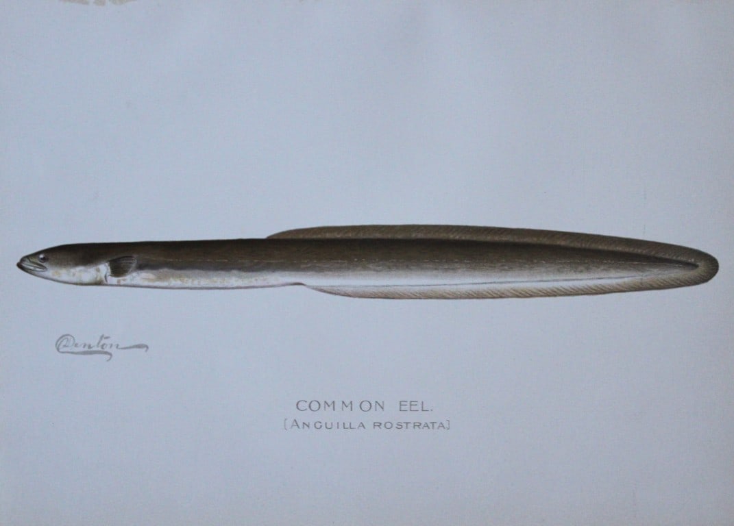 Sherman Denton - Eel c1895 (1 of 1)