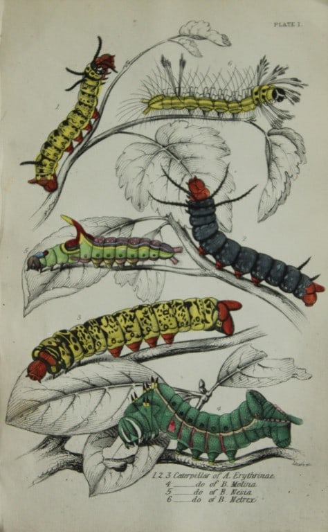 James Duncan - Hand coloured engraving of Exotic Moths 1835 (1 of 1)