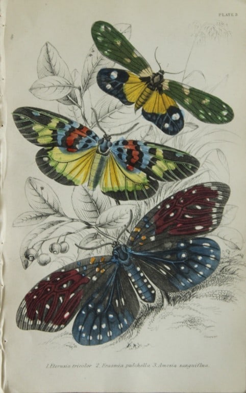 James Duncan - Hand coloured engraving of Exotic Moths 1835 (1 of 1)