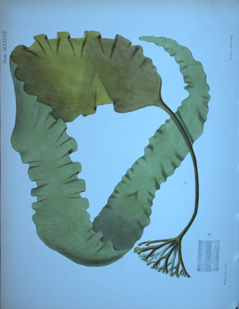 William Harvey - Hand-coloured lithograph of Sea-Weed 1846 (1 of 1)