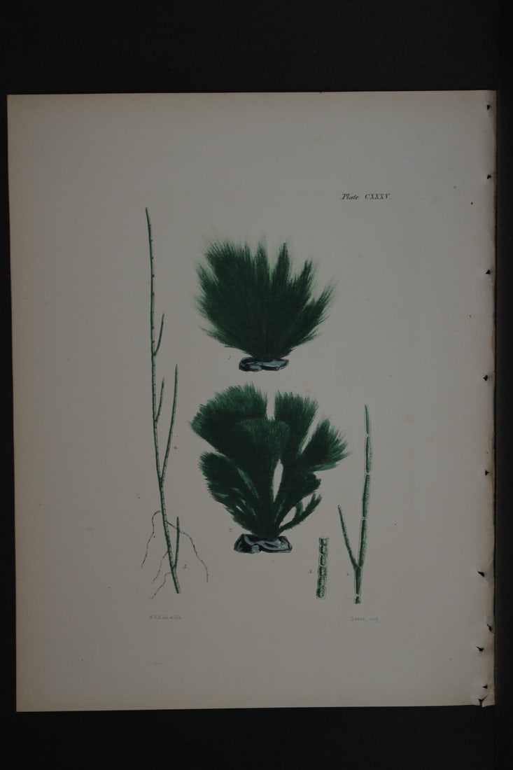William Harvey - Hand-coloured lithograph of Sea-Weed 1846: This lithograph is from Phycologia Britannica or A History of British Sea-Weeds containing figures generic and specific characters, synonymes and descriptions by William Heny Harvey. Published by Reev