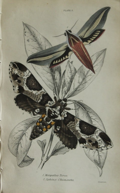 James Duncan - Hand coloured engraving of Exotic Moths 1835: This engraving of exotic moths is from Sir William Jardine?s The Naturalist's Library ? Entomology, Volume VII, Exotic Moths by James Duncan. Published by?WH Lizars, Edinburgh 1841. These exquisite ha