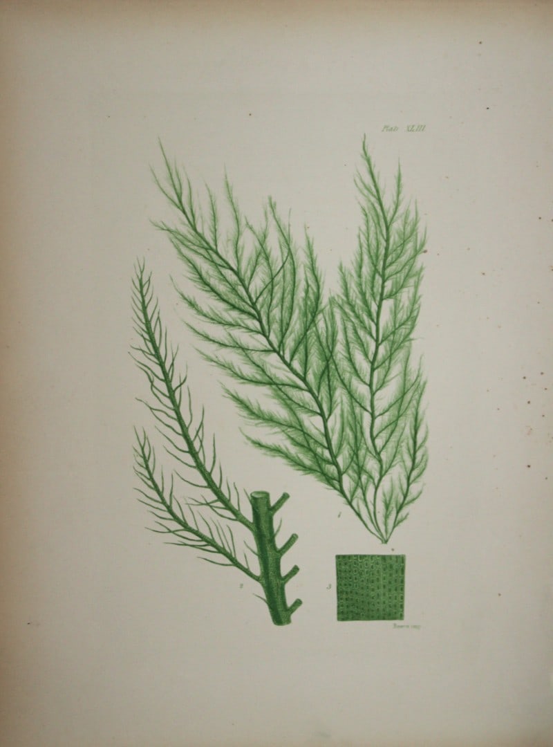 William Harvey - Hand-coloured lithograph of Sea-Weed 1846: This lithograph is from Phycologia Britannica or A History of British Sea-Weeds containing figures generic and specific characters, synonymes and descriptions by William Heny Harvey. Published by Reev