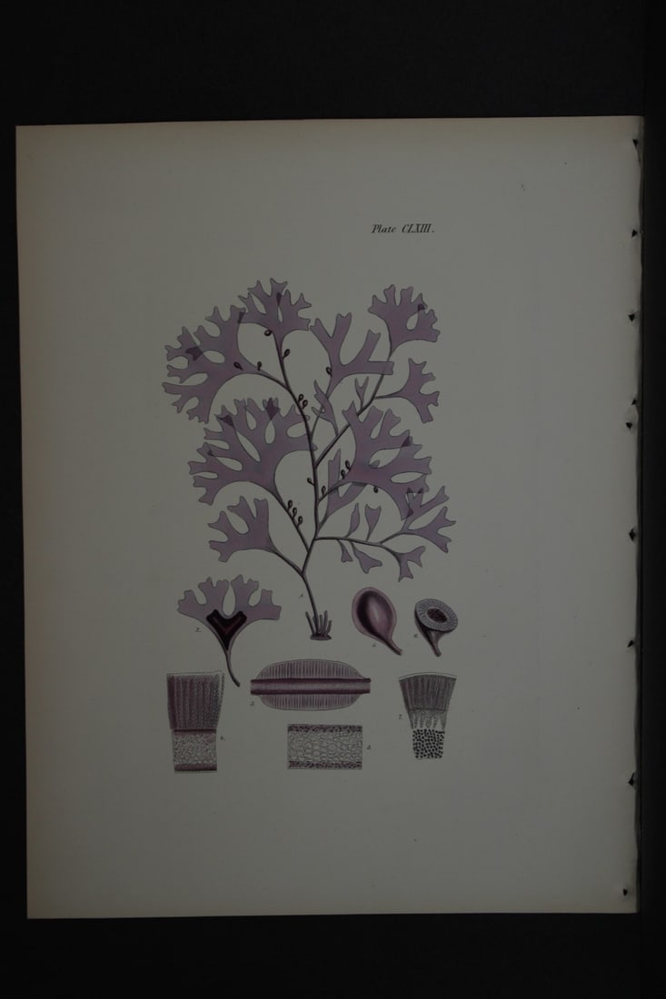 William Harvey - Hand-coloured lithograph of Sea-Weed 1846 (1 of 1)