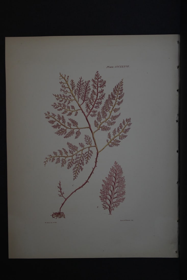 William Harvey - Hand-coloured lithograph of Sea-Weed 1846: This lithograph is from Phycologia Britannica or A History of British Sea-Weeds containing figures generic and specific characters, synonymes and descriptions by William Heny Harvey. Published by Reev
