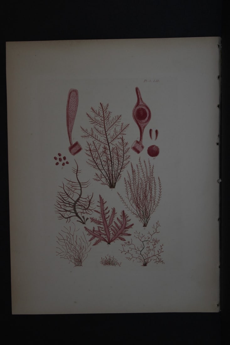 William Harvey - Hand-coloured lithograph of Sea-Weed 1846 (1 of 1)