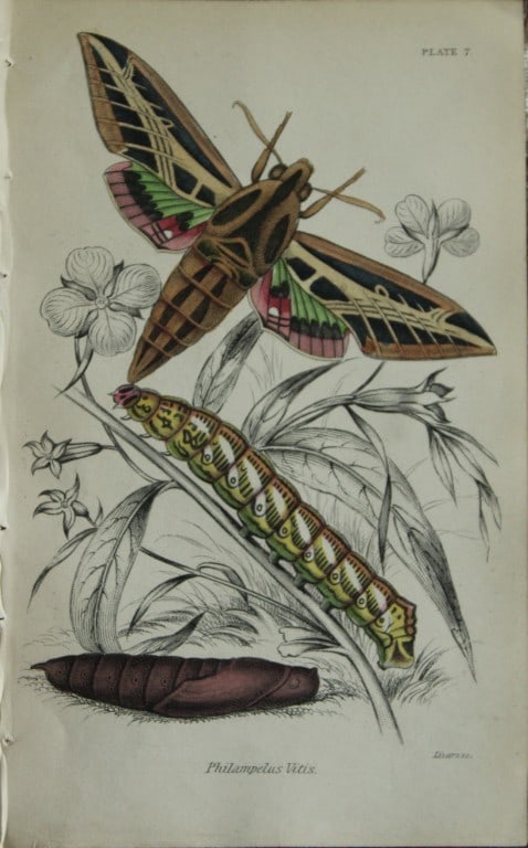 James Duncan - Hand coloured engraving of Exotic Moths 1835: This engraving of exotic moths is from Sir William Jardine?s The Naturalist's Library ? Entomology, Volume VII, Exotic Moths by James Duncan. Published by?WH Lizars, Edinburgh 1841. These exquisite ha