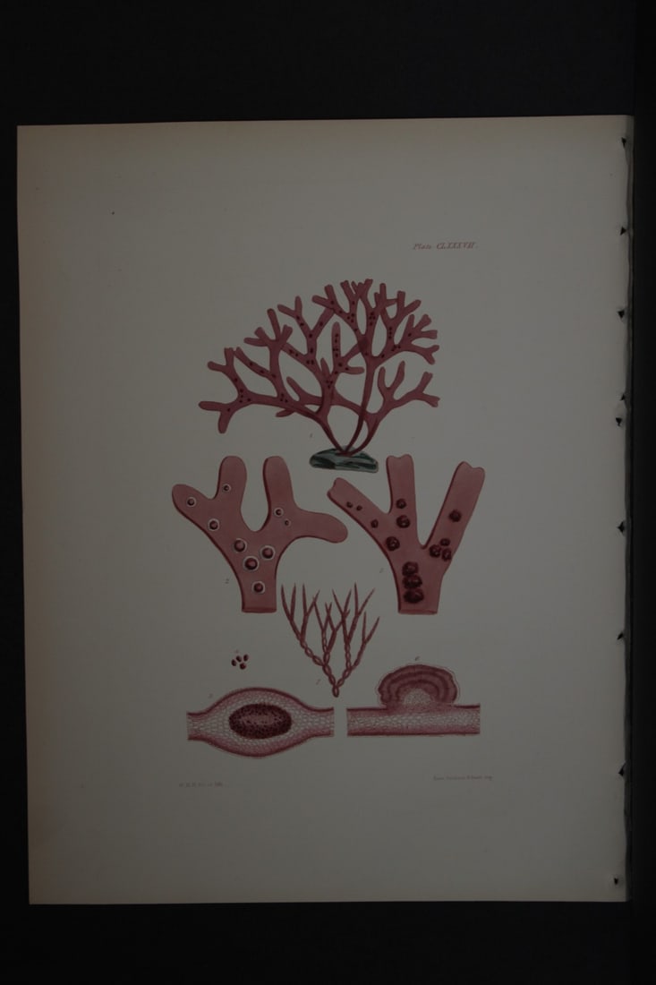 William Harvey - Hand-coloured lithograph of Sea-Weed 1846 (1 of 1)