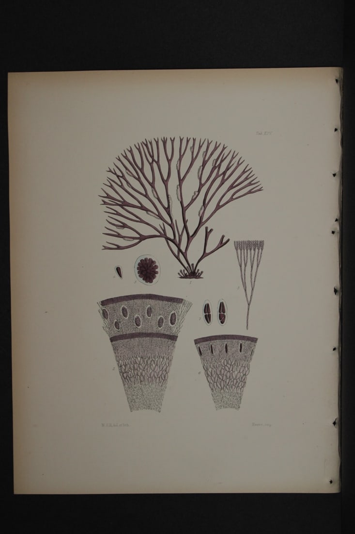 William Harvey - Hand-coloured lithograph of Sea-Weed 1846: This lithograph is from Phycologia Britannica or A History of British Sea-Weeds containing figures generic and specific characters, synonymes and descriptions by William Heny Harvey. Published by Reev
