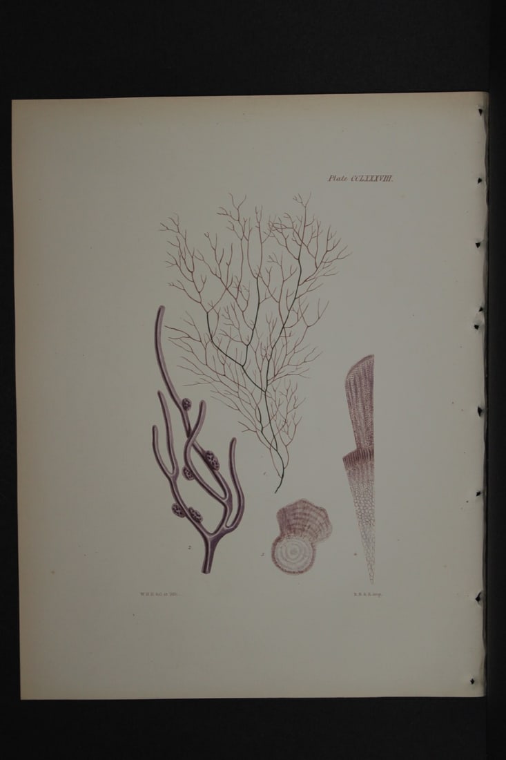 William Harvey - Hand-coloured lithograph of Sea-Weed 1846: This lithograph is from Phycologia Britannica or A History of British Sea-Weeds containing figures generic and specific characters, synonymes and descriptions by William Heny Harvey. Published by Reev