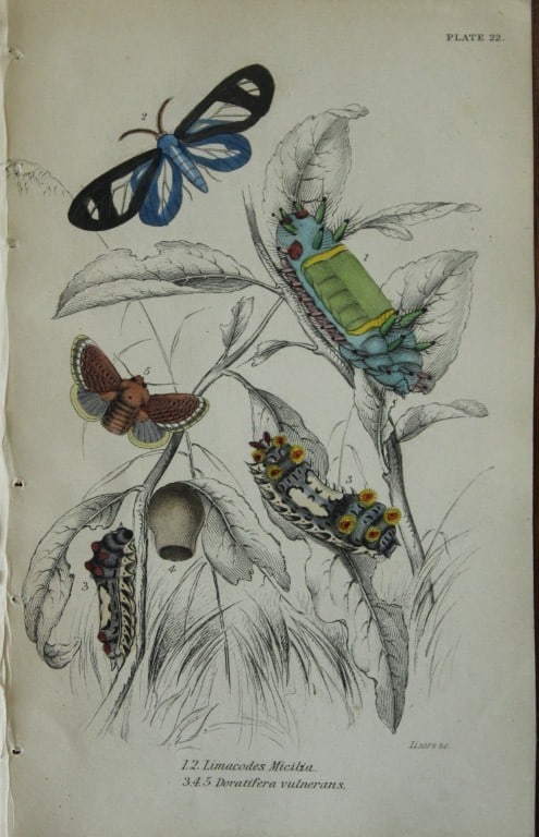 James Duncan - Hand coloured engraving of Exotic Moths 1835: This engraving of exotic moths is from Sir William Jardine?s The Naturalist's Library ? Entomology, Volume VII, Exotic Moths by James Duncan. Published by?WH Lizars, Edinburgh 1841. These exquisite ha