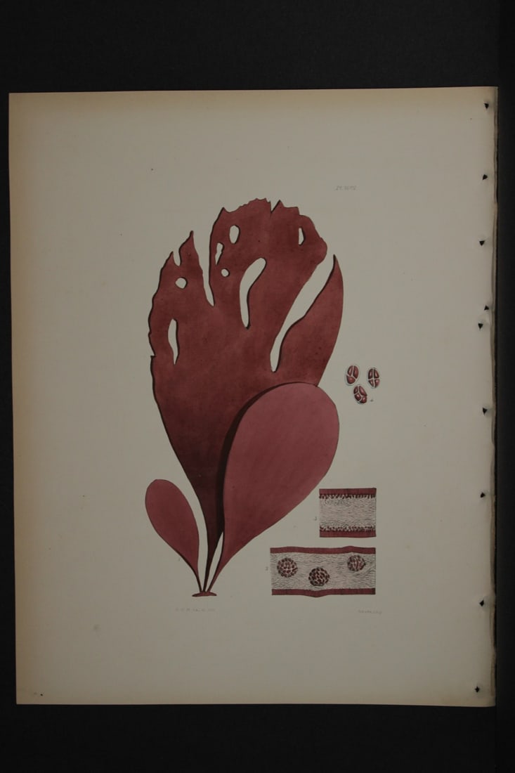 William Harvey - Hand-coloured lithograph of Sea-Weed 1846: This lithograph is from Phycologia Britannica or A History of British Sea-Weeds containing figures generic and specific characters, synonymes and descriptions by William Heny Harvey. Published by Reev