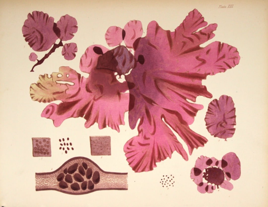 William Harvey - Hand-coloured lithograph of Sea-Weed 1846 (1 of 1)