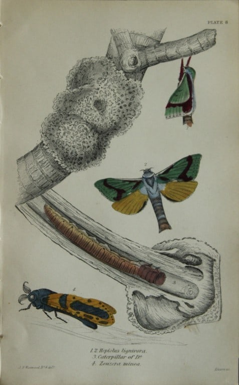 James Duncan - Hand coloured engraving of Exotic Moths 1835: This engraving of exotic moths is from Sir William Jardine?s The Naturalist's Library ? Entomology, Volume VII, Exotic Moths by James Duncan. Published by?WH Lizars, Edinburgh 1841. These exquisite ha