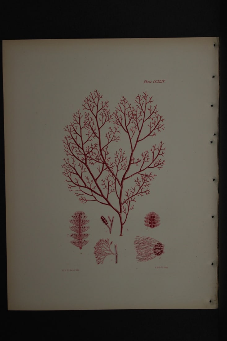 William Harvey - Hand-coloured lithograph of Sea-Weed 1846 (1 of 1)