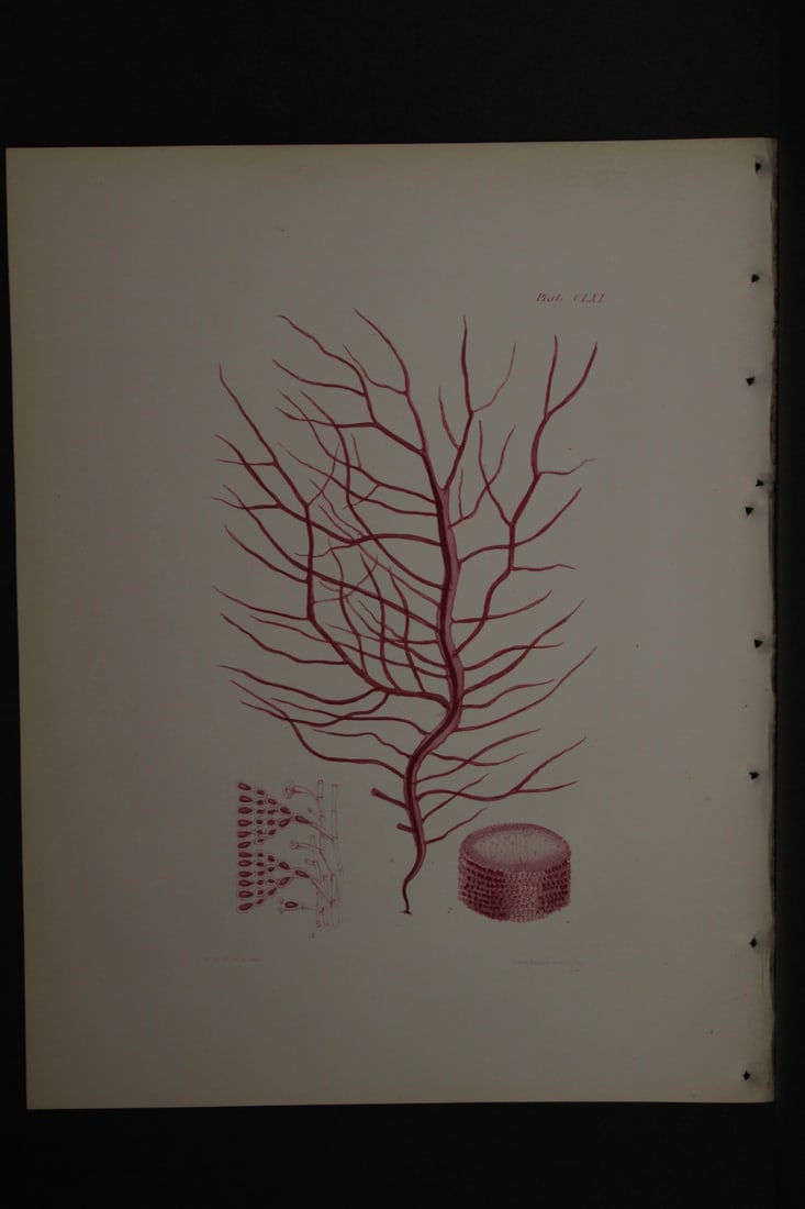 William Harvey - Hand-coloured lithograph of Sea-Weed 1846 (1 of 1)