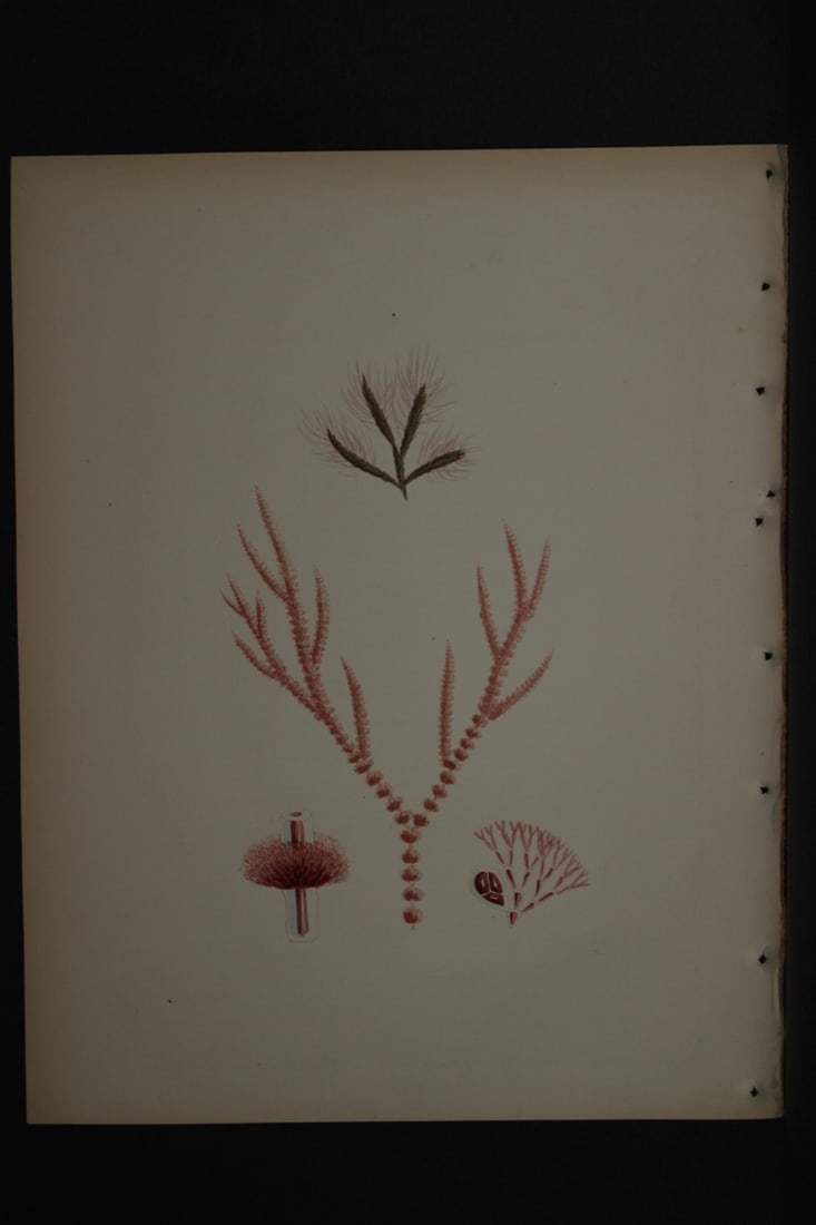 William Harvey - Hand-coloured lithograph of Sea-Weed 1846: This lithograph is from Phycologia Britannica or A History of British Sea-Weeds containing figures generic and specific characters, synonymes and descriptions by William Heny Harvey. Published by Reev