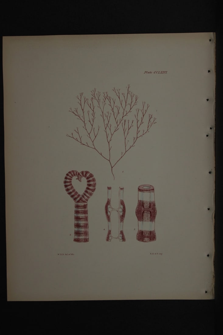 William Harvey - Hand-coloured lithograph of Sea-Weed 1846: This lithograph is from Phycologia Britannica or A History of British Sea-Weeds containing figures generic and specific characters, synonymes and descriptions by William Heny Harvey. Published by Reev