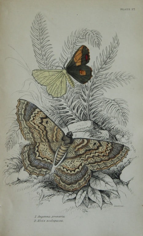 James Duncan - Hand coloured engraving of Exotic Moths 1835: This engraving of exotic moths is from Sir William Jardine?s The Naturalist's Library ? Entomology, Volume VII, Exotic Moths by James Duncan. Published by?WH Lizars, Edinburgh 1841. These exquisite ha