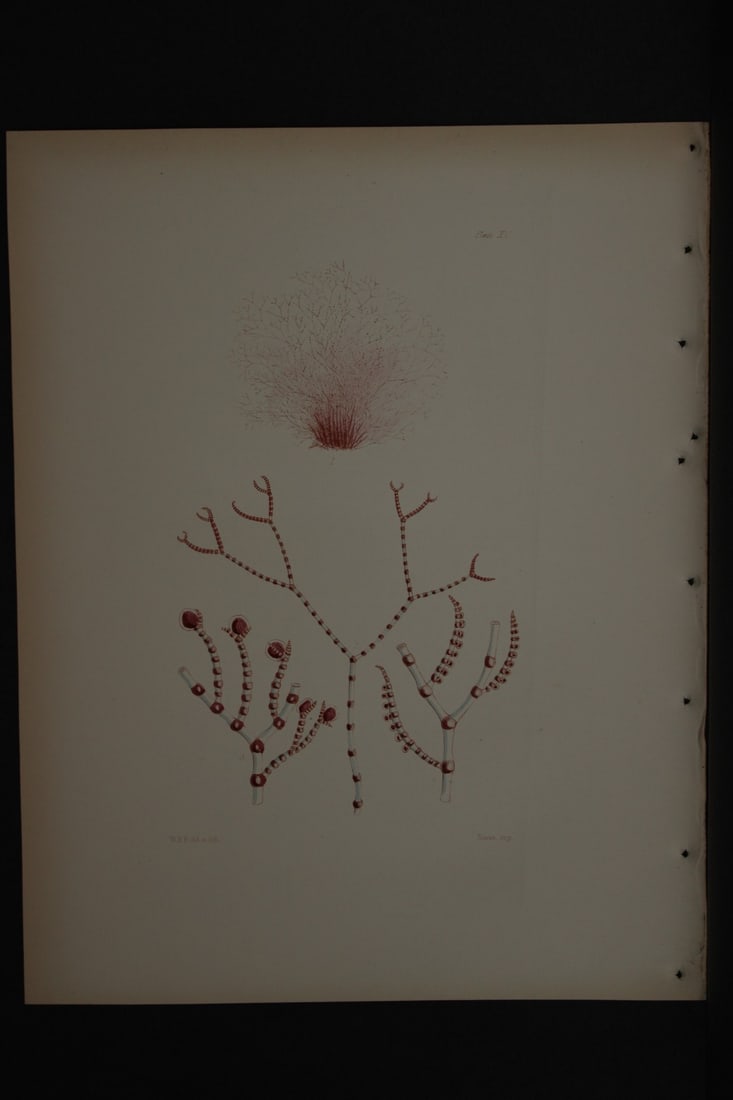 William Harvey - Hand-coloured lithograph of Sea-Weed 1846: This lithograph is from Phycologia Britannica or A History of British Sea-Weeds containing figures generic and specific characters, synonymes and descriptions by William Heny Harvey. Published by Reev
