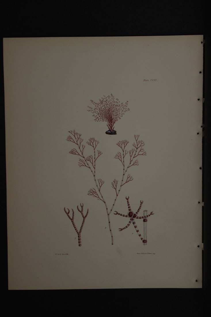 William Harvey - Hand-coloured lithograph of Sea-Weed 1846: This lithograph is from Phycologia Britannica or A History of British Sea-Weeds containing figures generic and specific characters, synonymes and descriptions by William Heny Harvey. Published by Reev