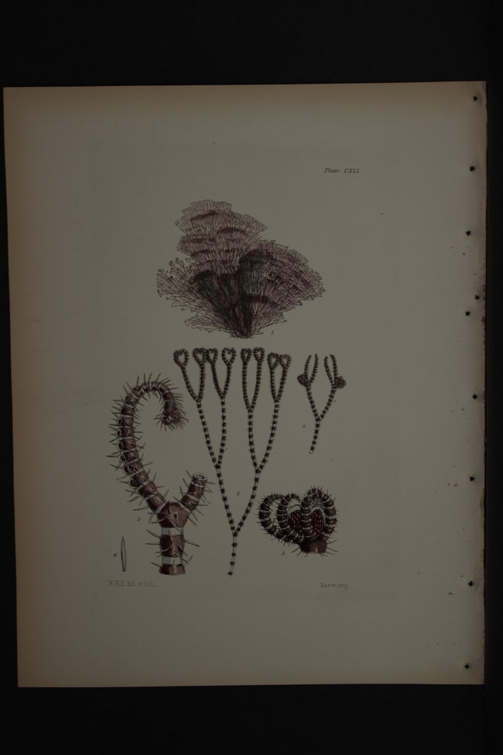 William Harvey - Hand-coloured lithograph of Sea-Weed 1846: This lithograph is from Phycologia Britannica or A History of British Sea-Weeds containing figures generic and specific characters, synonymes and descriptions by William Heny Harvey. Published by Reev