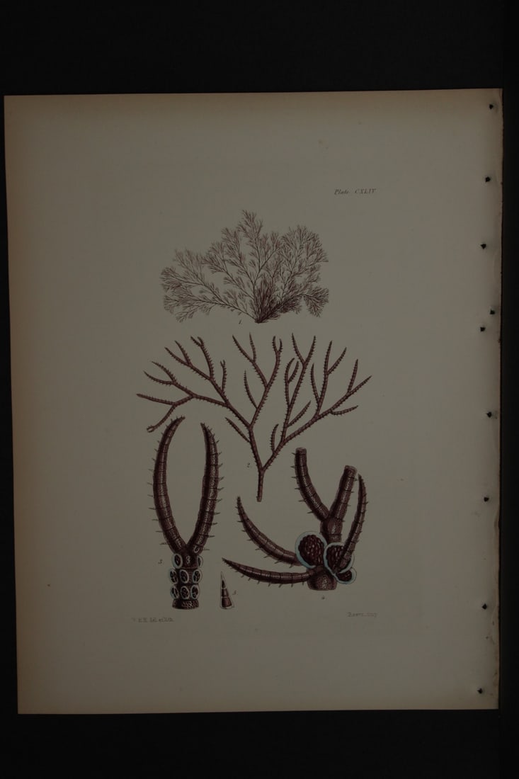 William Harvey - Hand-coloured lithograph of Sea-Weed 1846 (1 of 1)