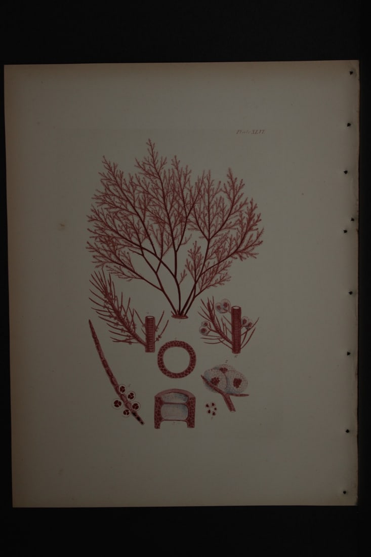 William Harvey - Hand-coloured lithograph of Sea-Weed 1846: This lithograph is from Phycologia Britannica or A History of British Sea-Weeds containing figures generic and specific characters, synonymes and descriptions by William Heny Harvey. Published by Reev