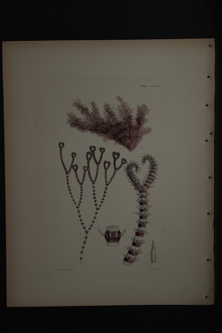 William Harvey - Hand-coloured lithograph of Sea-Weed 1846: This lithograph is from Phycologia Britannica or A History of British Sea-Weeds containing figures generic and specific characters, synonymes and descriptions by William Heny Harvey. Published by Reev