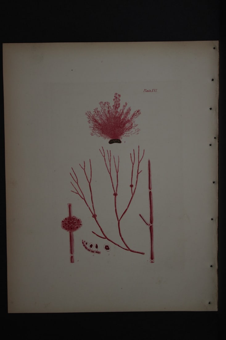 William Harvey - Hand-coloured lithograph of Sea-Weed 1846 (1 of 1)