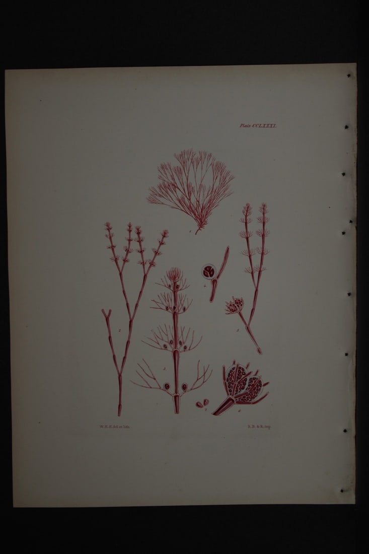 William Harvey - Hand-coloured lithograph of Sea-Weed 1846: This lithograph is from Phycologia Britannica or A History of British Sea-Weeds containing figures generic and specific characters, synonymes and descriptions by William Heny Harvey. Published by Reev