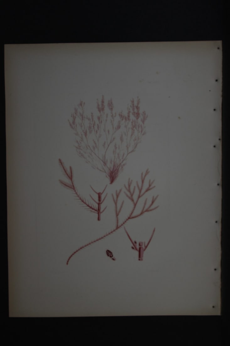William Harvey - Hand-coloured lithograph of Sea-Weed 1846: This lithograph is from Phycologia Britannica or A History of British Sea-Weeds containing figures generic and specific characters, synonymes and descriptions by William Heny Harvey. Published by Reev